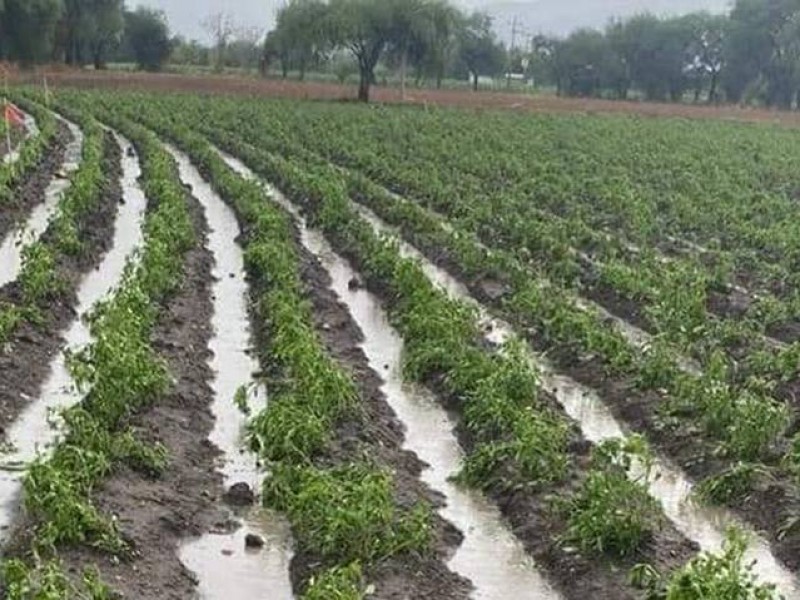 No son 150 son 235 las hectáreas afectadas por granizo