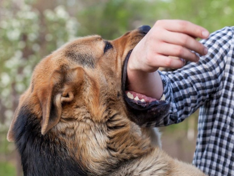 No todos los casos de mordedura de perro requieren vacuna: ssz