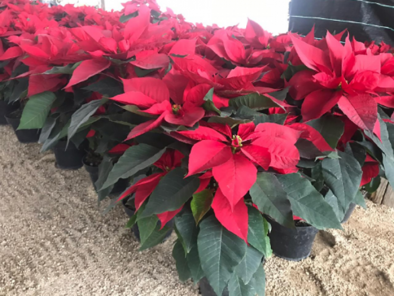 Noche buena; una planta típica que adorna la navidad de los mexicanos