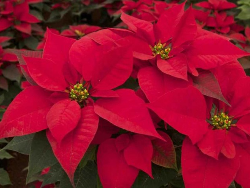 Nochebuena flor mexicana que adorna la navidad