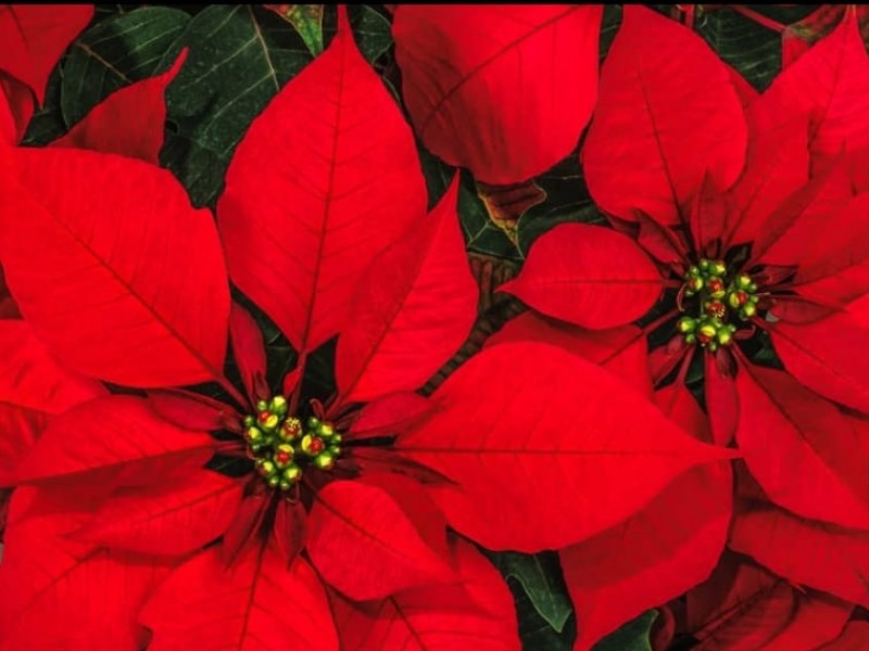 Nochebuena, la flor de las fiestas decembrinas