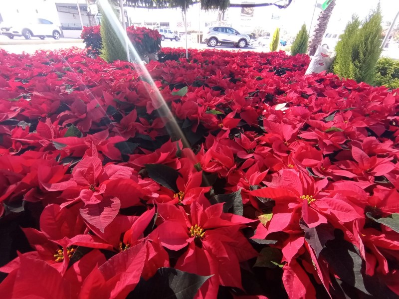 Nochebuena; la flor que México le regaló a la navidad