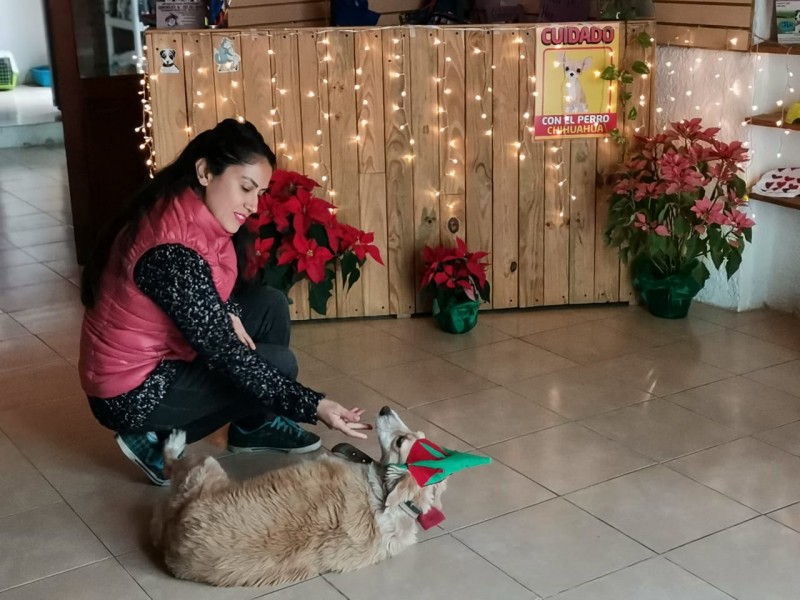 Nochebuenas podrían ser tóxicas para las mascotas