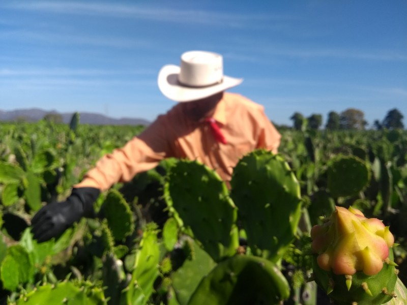Nopal presenta gran potencial en Sinaloa