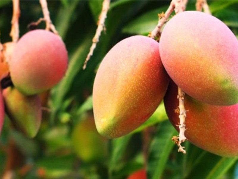 Norte de Sinaloa libre de plagas; la exportación de mango está garantizada