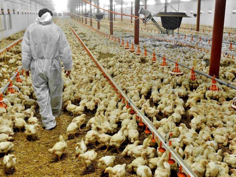 Noruega confirma brote de gripe aviar altamente patógena
