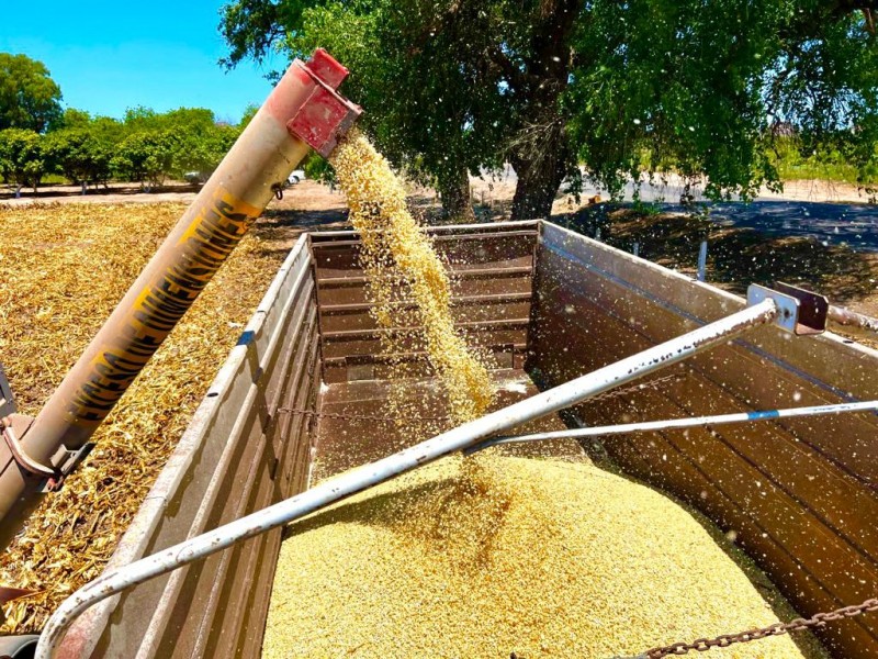 Nueva caída en el precio del maíz