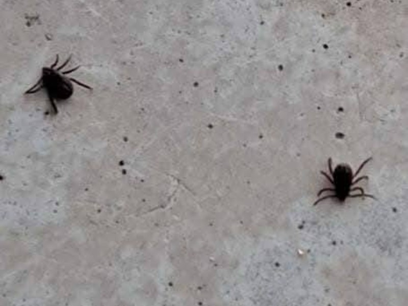 Nueva infestación de garrapatas afecta otra primaria en Ciudad Obregón