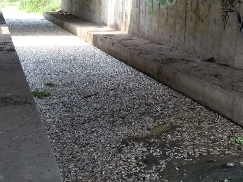 Nueva mortandad de peces en Puente Moreno