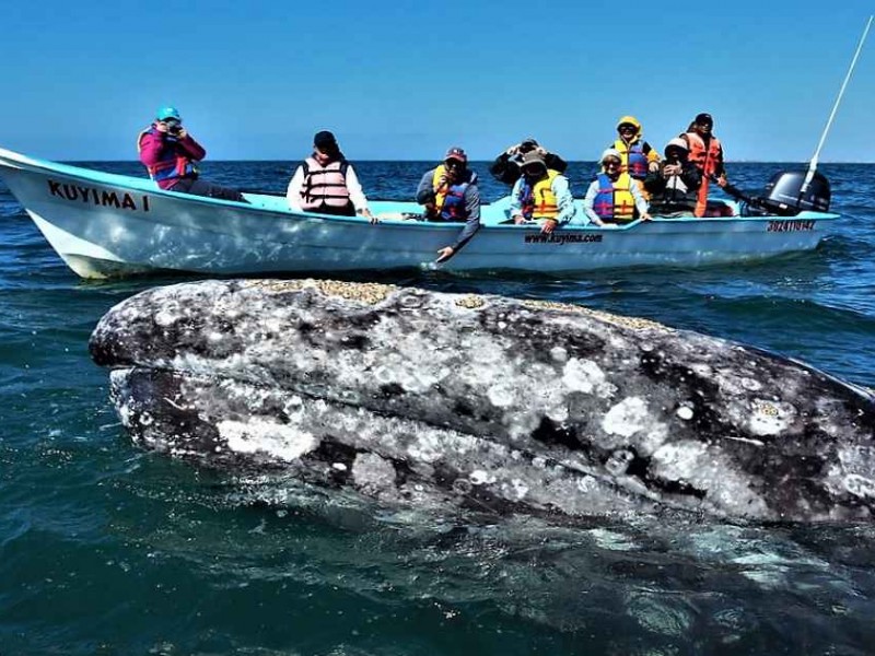 Nueva temporada 2022-2023 de vistamiento de ballenas