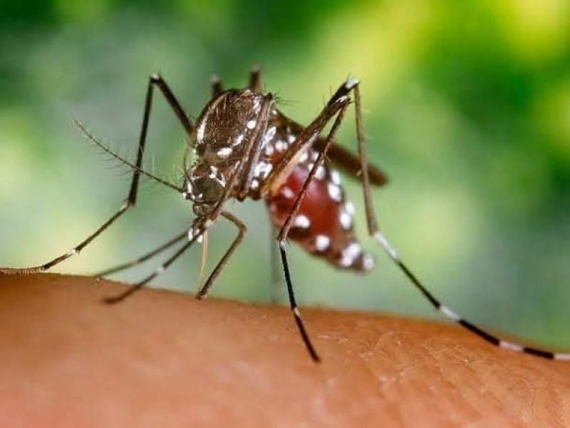 Nueva variante del Dengue, más agresiva con los síntomas