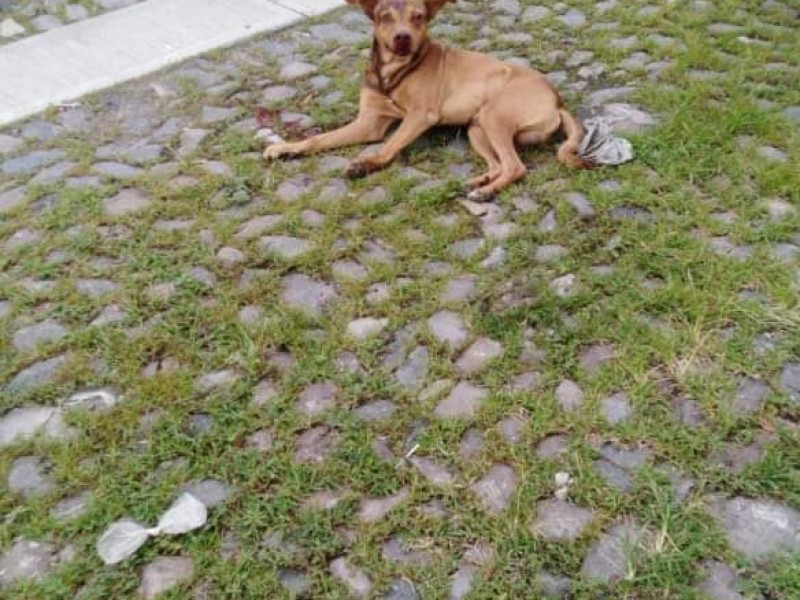 Perro es arrojado desde un cuarto piso en fracc. Montecarlo