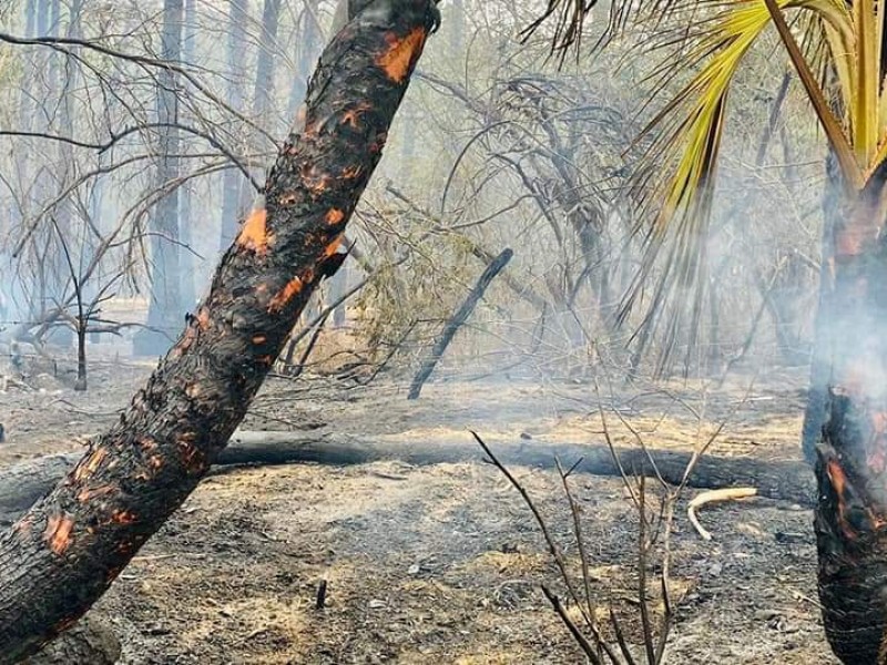 Nuevamente incendio en Santiago consume  15 hectáreas de palmares