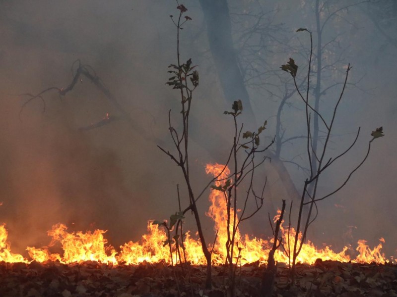 Nuevamente intencional incendio en Bosque de la Primavera