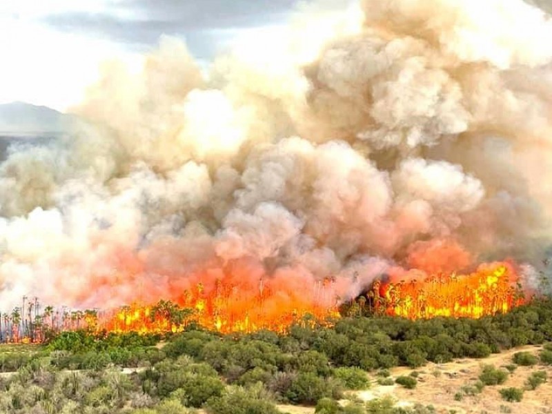 Nuevamente se incendia el palmar de Santiago