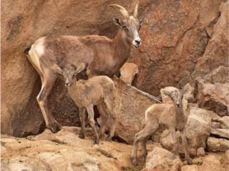 Nuevas especies en centro ecologico de Sonora