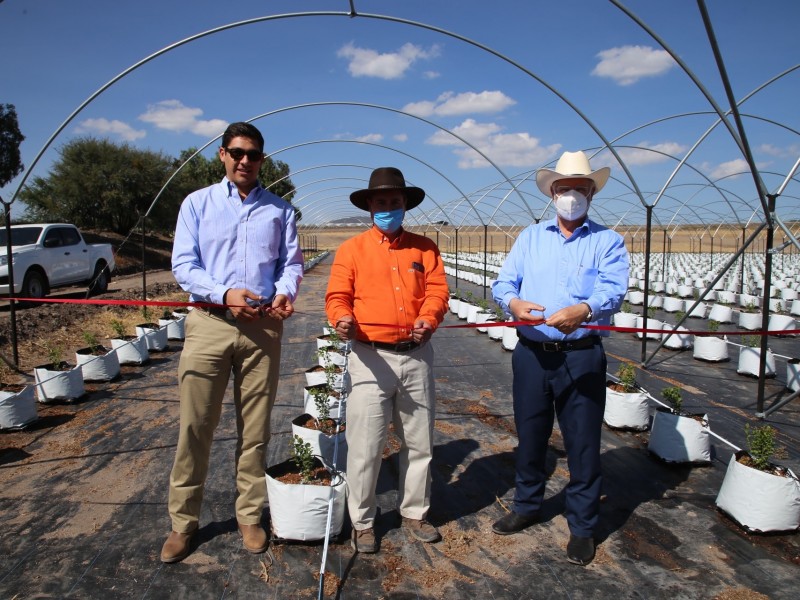 Nuevas tierras de producción de brócoli