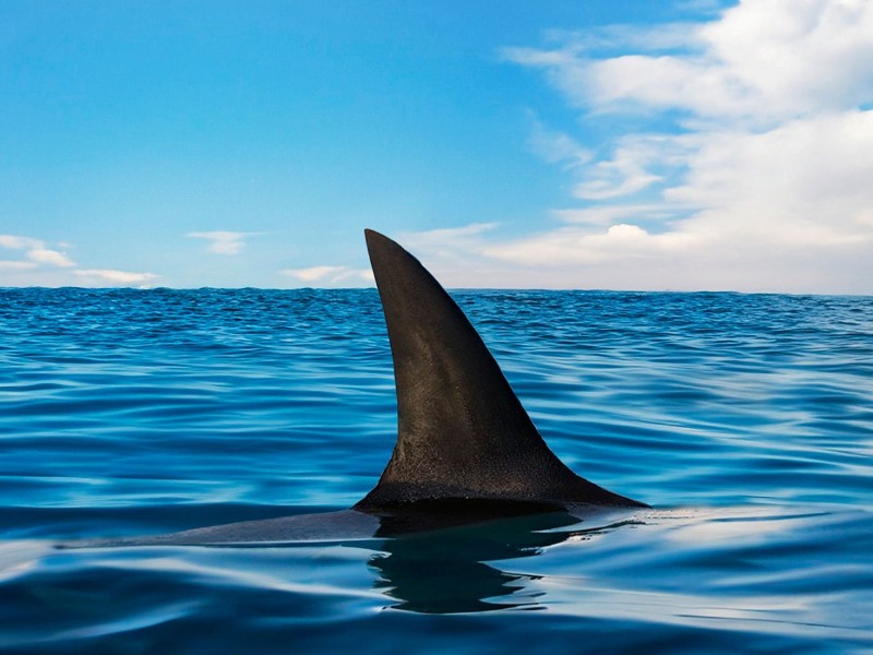 Nuevo avistamiento de tiburón genera alerta en costas de Camahuiroa y Yavaros