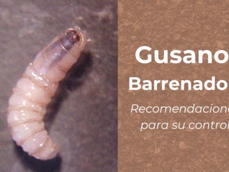 Nuevo caso de gusano barrenador en Veracruz