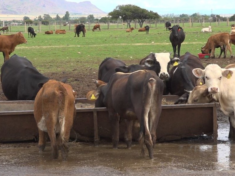 Nuevo caso de gusano barrenador frena expectativas de exportación ganadera