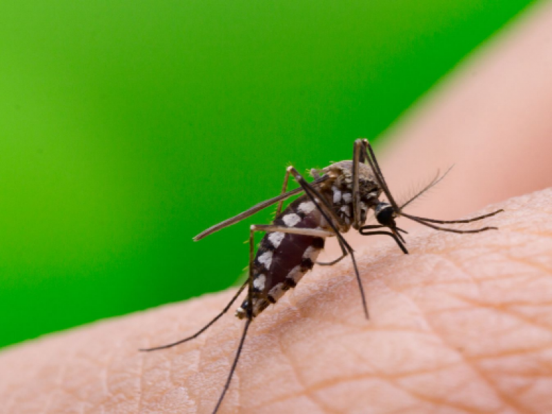 Nuevo rebrote de dengue en Sahuayo