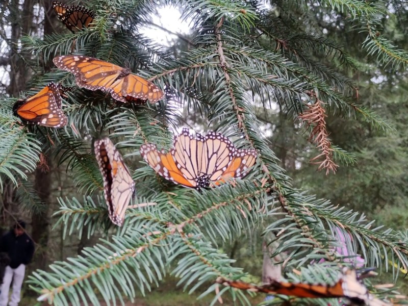 Nuevo santuario de mariposas monarca; Jiquipilco Estado de México