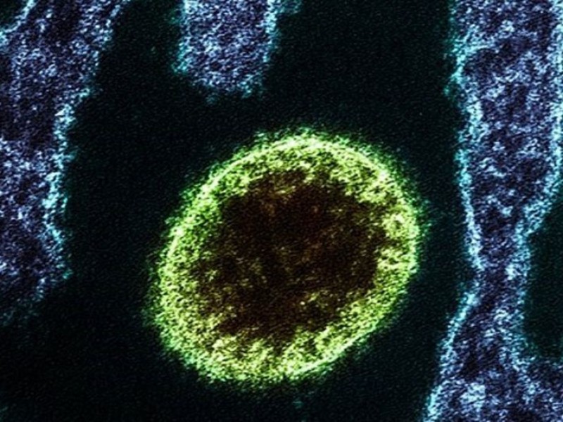 Nuevo virus alerta a autoridades en China; hay 35 contagios