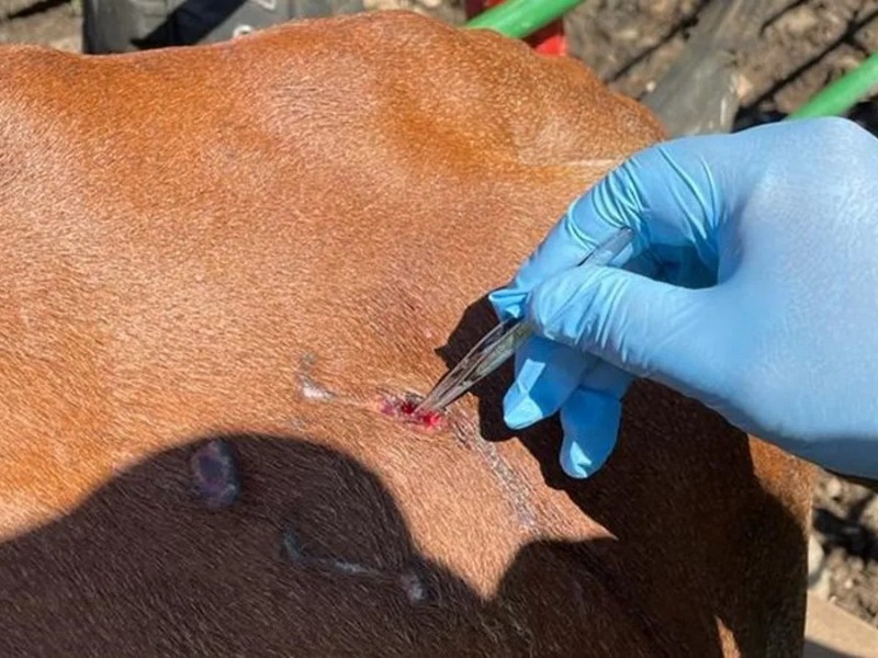 Nuevos casos de miasis en Chiapas