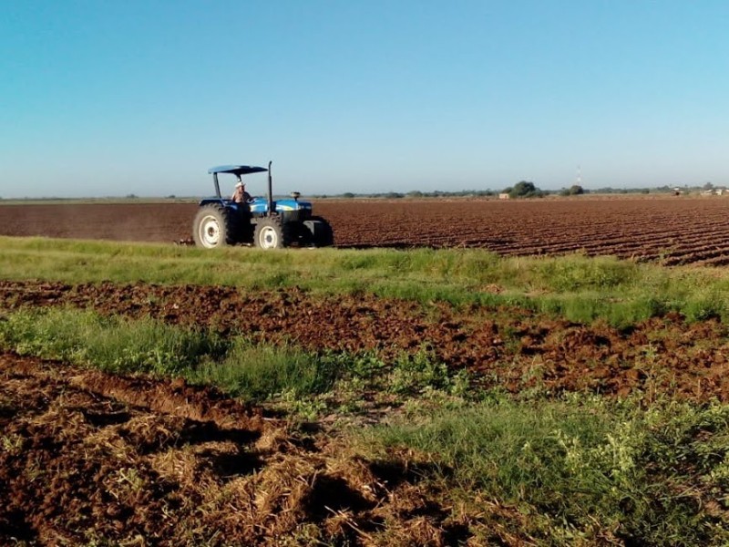 Nuevos impuestos y desinterés por sembrar, el impacto a la agricultura sonorense