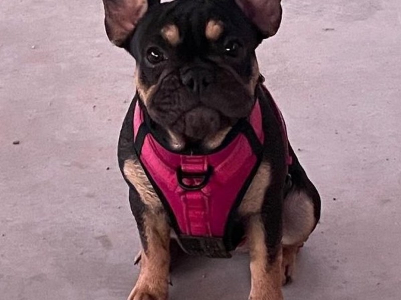 Nuevos requisitos para cruzar perros a los Estados Unidos