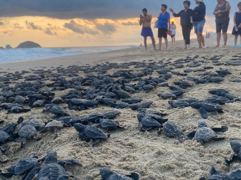 Nula presencia de Policía Ecológica Estatal desprotege a tortugas