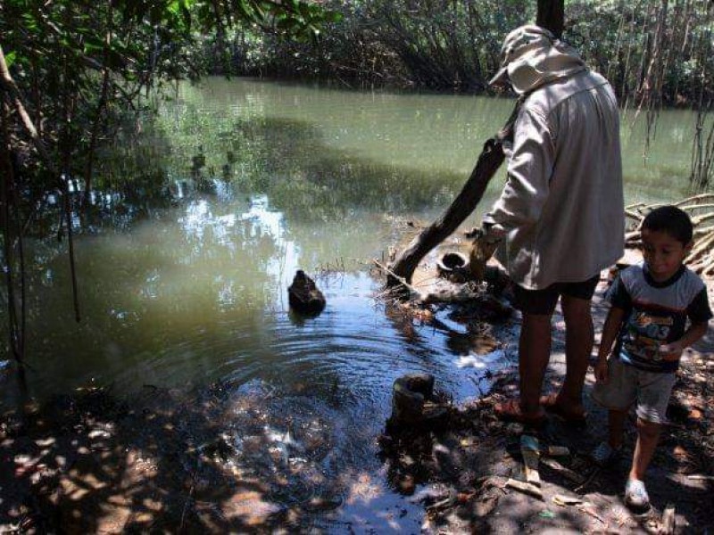 Nulo crecimiento de plantas en zona de manglares