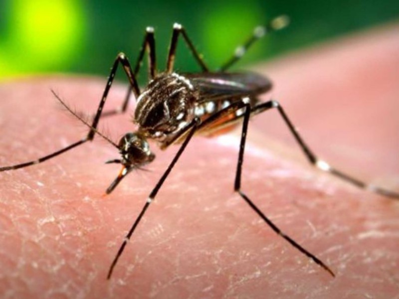 Oaxaca acumula 19 casos de dengue en este año 2025