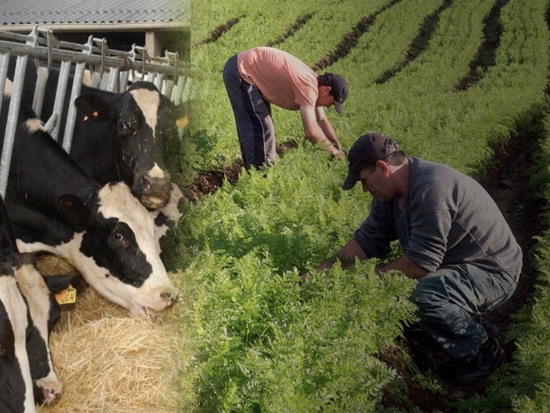 Oaxaca como potencia agropecuaria pese a retos