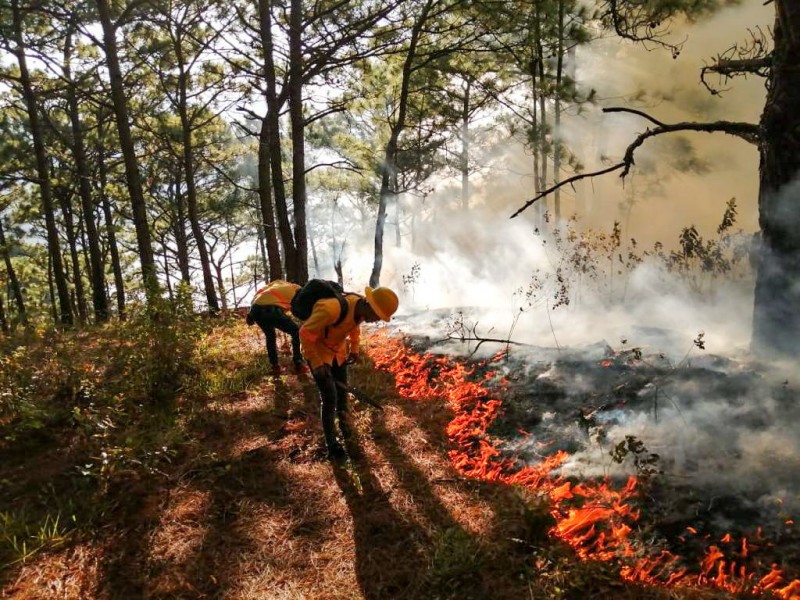 Oaxaca registró 231 incendios forestales durante el 2020