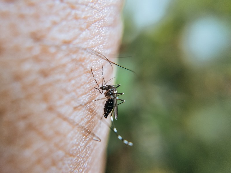 Oaxaca; séptimo lugar en casos de dengue a nivel nacional