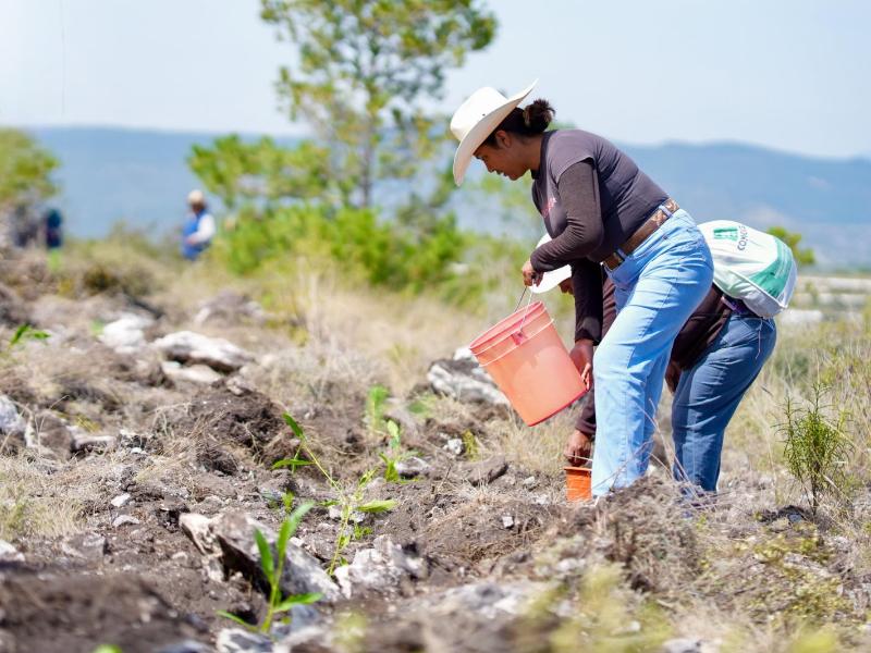 Oaxaca siembra 12 mil plantas en Teotongo en jornada Nacional de Reforestación