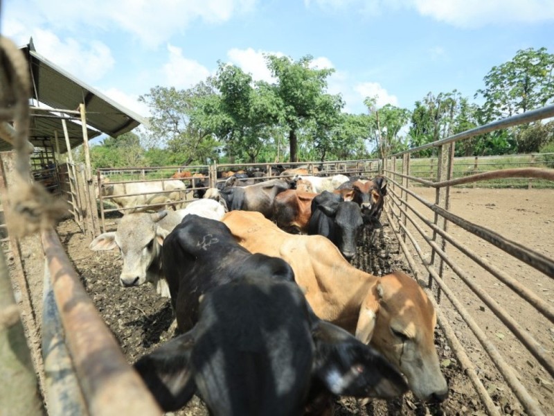 Oaxaca sigue libre de gusano barrenador del ganado: SEFADER