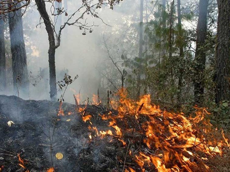 Oaxaca tercer lugar en superficie afectada por incendios