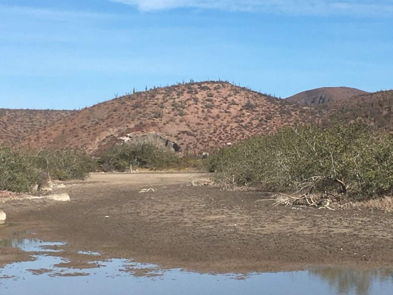 Obras de la SCT sí dañaron los manglares de Pichilingue