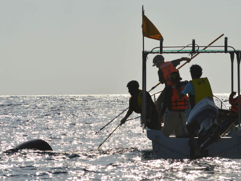 Observación, estudio y preservación de ballenas, ¿Cuánto ha avanzado Oaxaca?