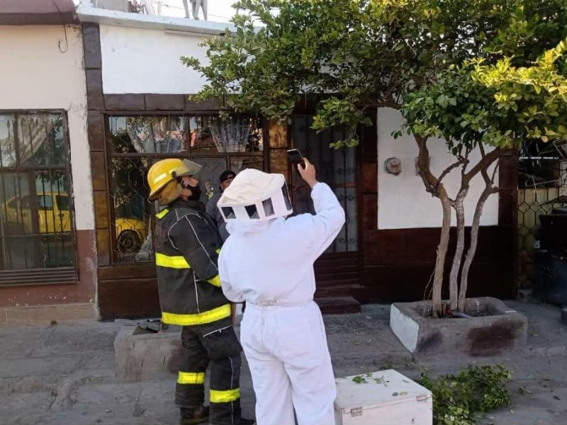Observan protocolo de protección de abejas  en Torreón
