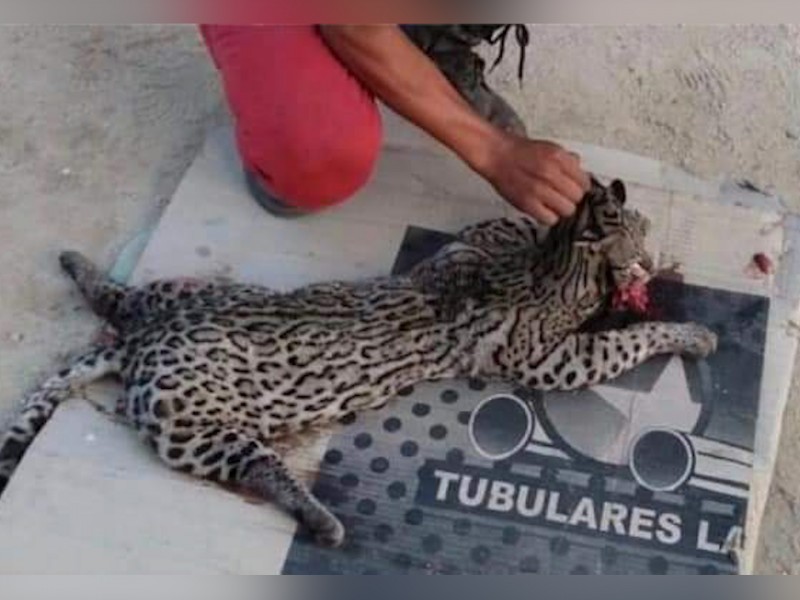 Ocelote muere atropellado por automovilistas en la Acapulco-Zihuatanejo