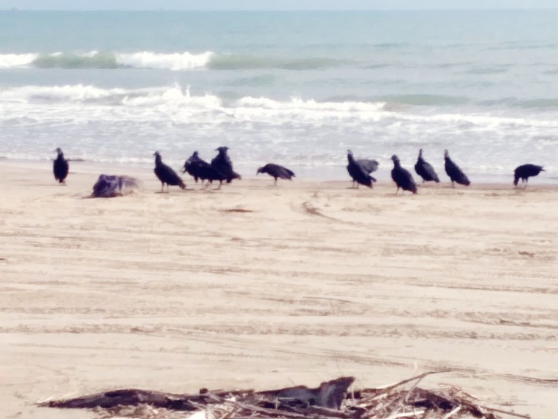 Ocultismo y sacrificios en playas de Tuxpan