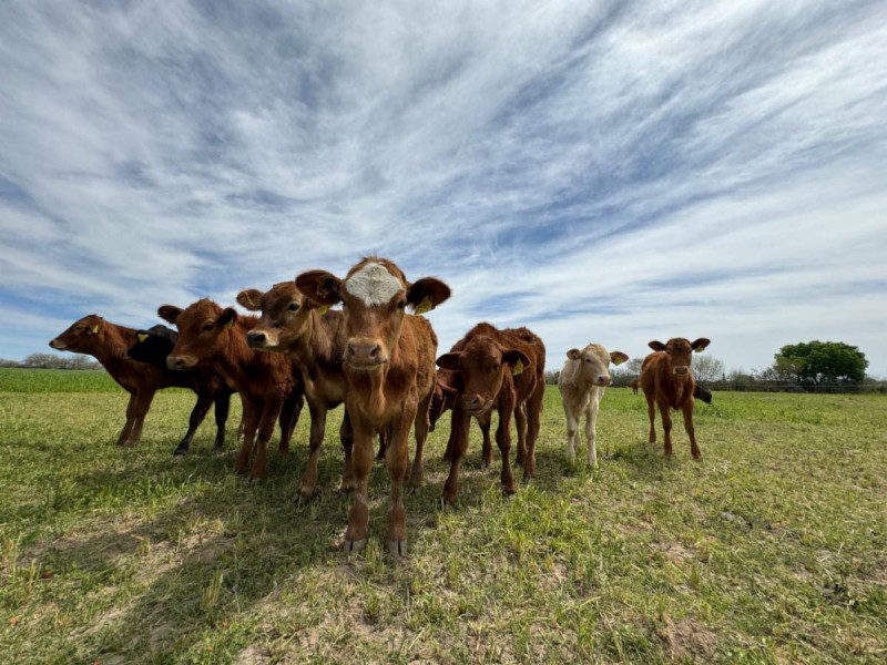 Ocupa Sonora segundo lugar nacional en producción de carne