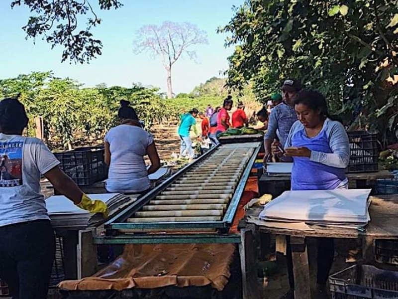 Ofertan productores del campo sus productos en redes sociales