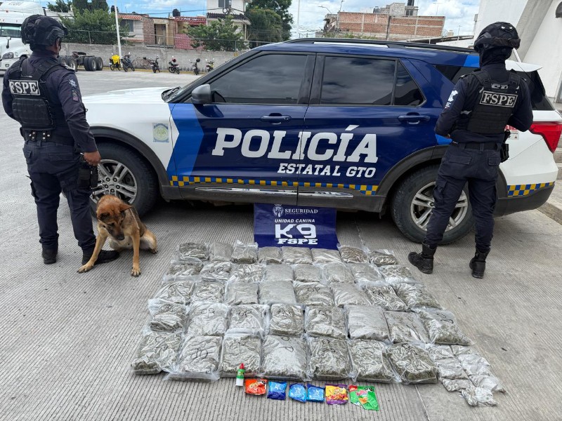 Oficial canino frustra envío de narcóticos a través de paquetería en León