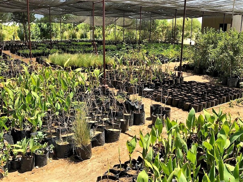 Ofrece Vivero Municipal gran variedad de plantas y árboles
