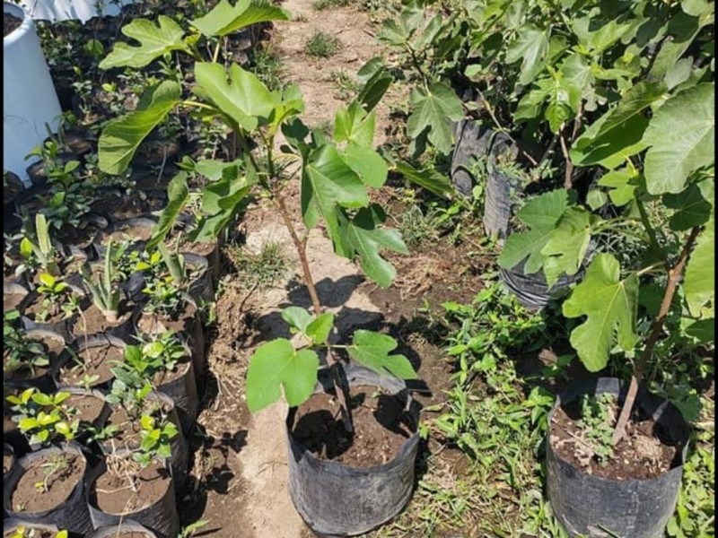 Ofrece Vivero Municipal plantas de la región