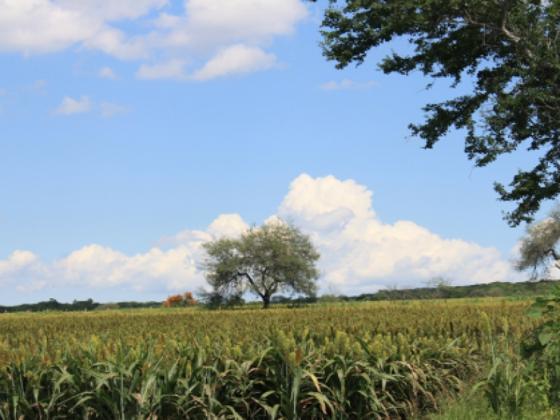 Ofrecen estrategia de fertilidad a suelo agrícola local